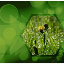 Biodiversität und Klimaschutz