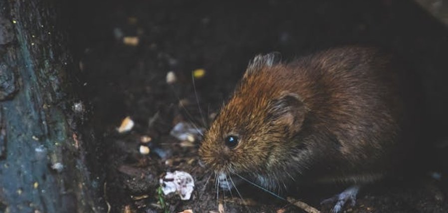 Bild von einer Ratte