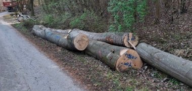 Gefällte Baumstämme