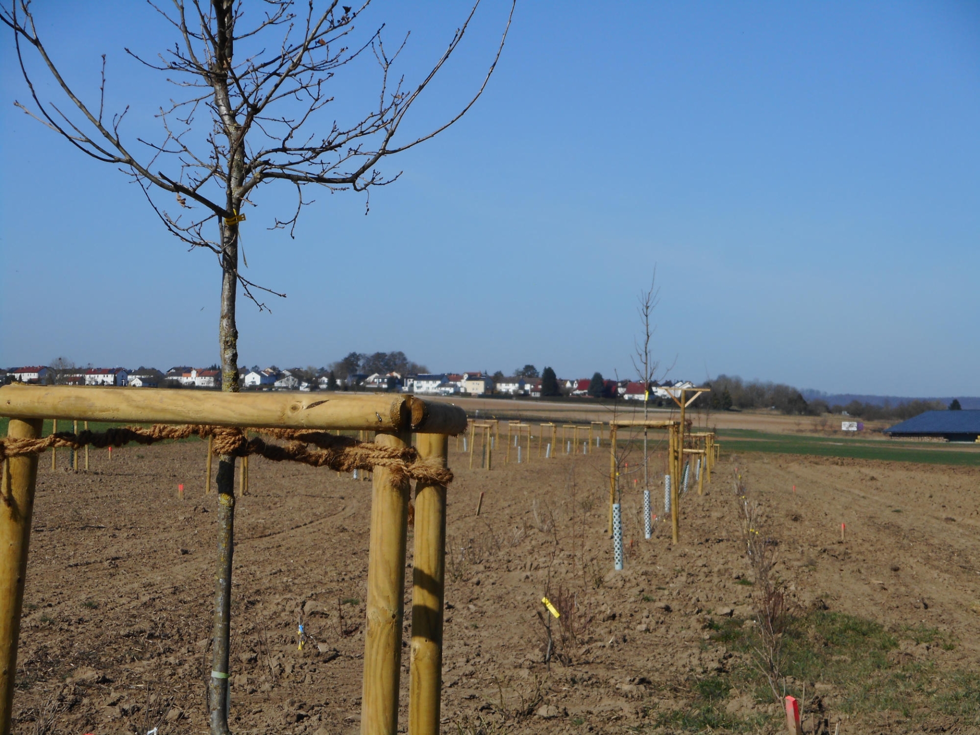 Baum-Hecken-Streifen