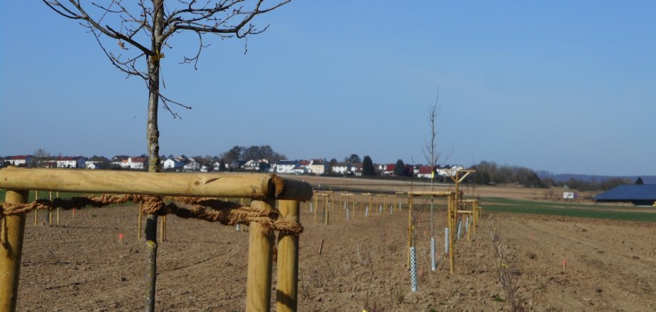 Baum-Hecken-Streifen
