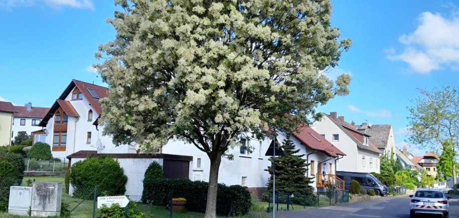 Blumen-Esche