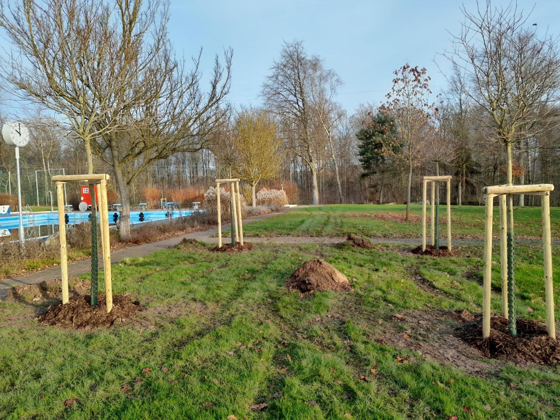 Gepflanzte Bäume im Waldschwimmbad Gepflanzte Bäume im Waldschwimmbad