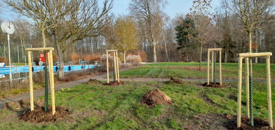 Gepflanzte Bäume im Waldschwimmbad Gepflanzte Bäume im Waldschwimmbad
