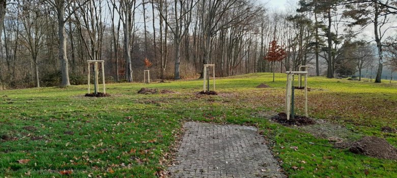 Gepflanzte Bäume im Waldschwimmbad Gepflanzte Bäume im Waldschwimmbad