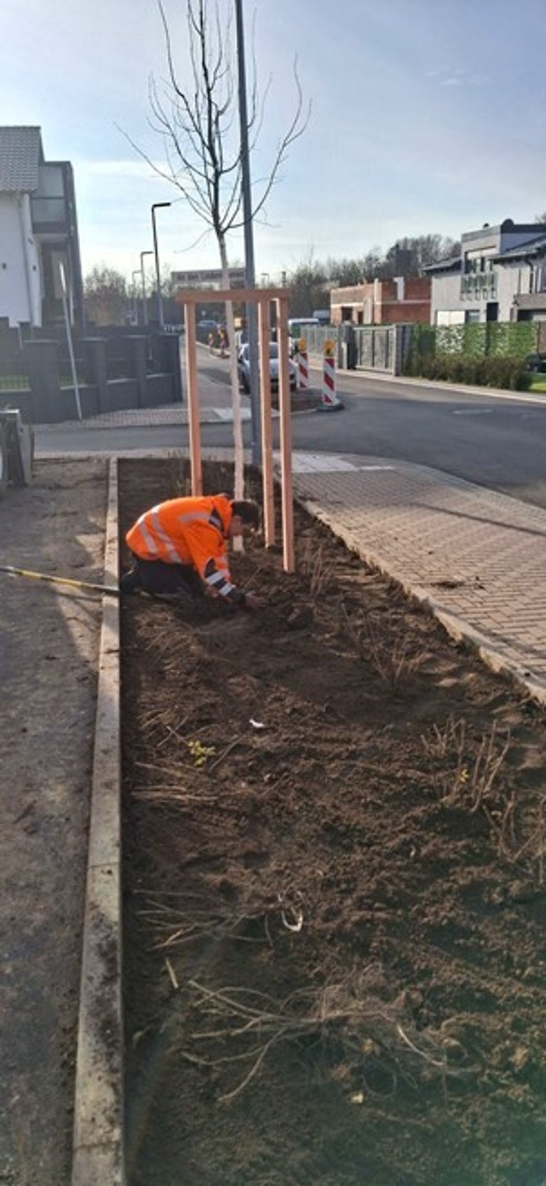 Ein gemeindlicher Mitarbeiter bei der Rosenpflanzung Ein gemeindlicher Mitarbeiter bei der Rosenpflanzung