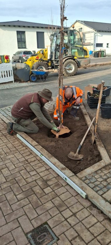 Frank Altrichter und Alexander Menzel setzen eine Säulen-Zierkirsche ein Frank Altrichter und Alexander Menzel setzen eine Säulen-Zierkirsche ein