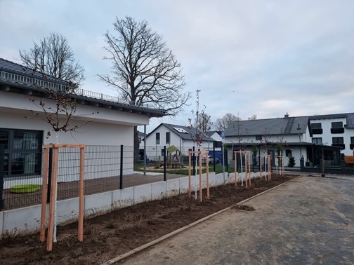 Neu eingepflanzte Zierapfel-Baumreihe am Parkplatz der Kita An den Lindenbäumen