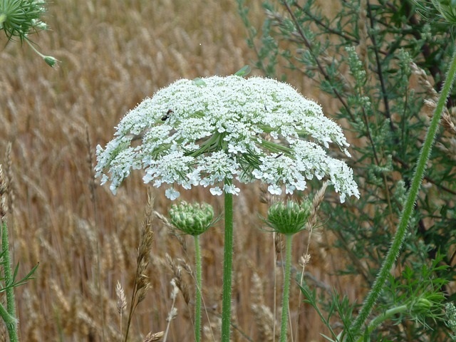 Herkulesstaude Herkulesstaude