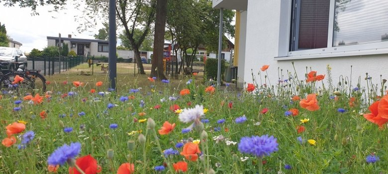Blühfläche Kita Weddel