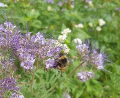 Biene auf Blume