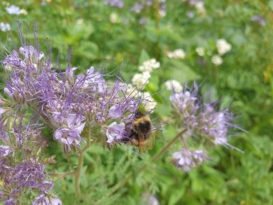 Biene auf Blume Biene auf Blume
