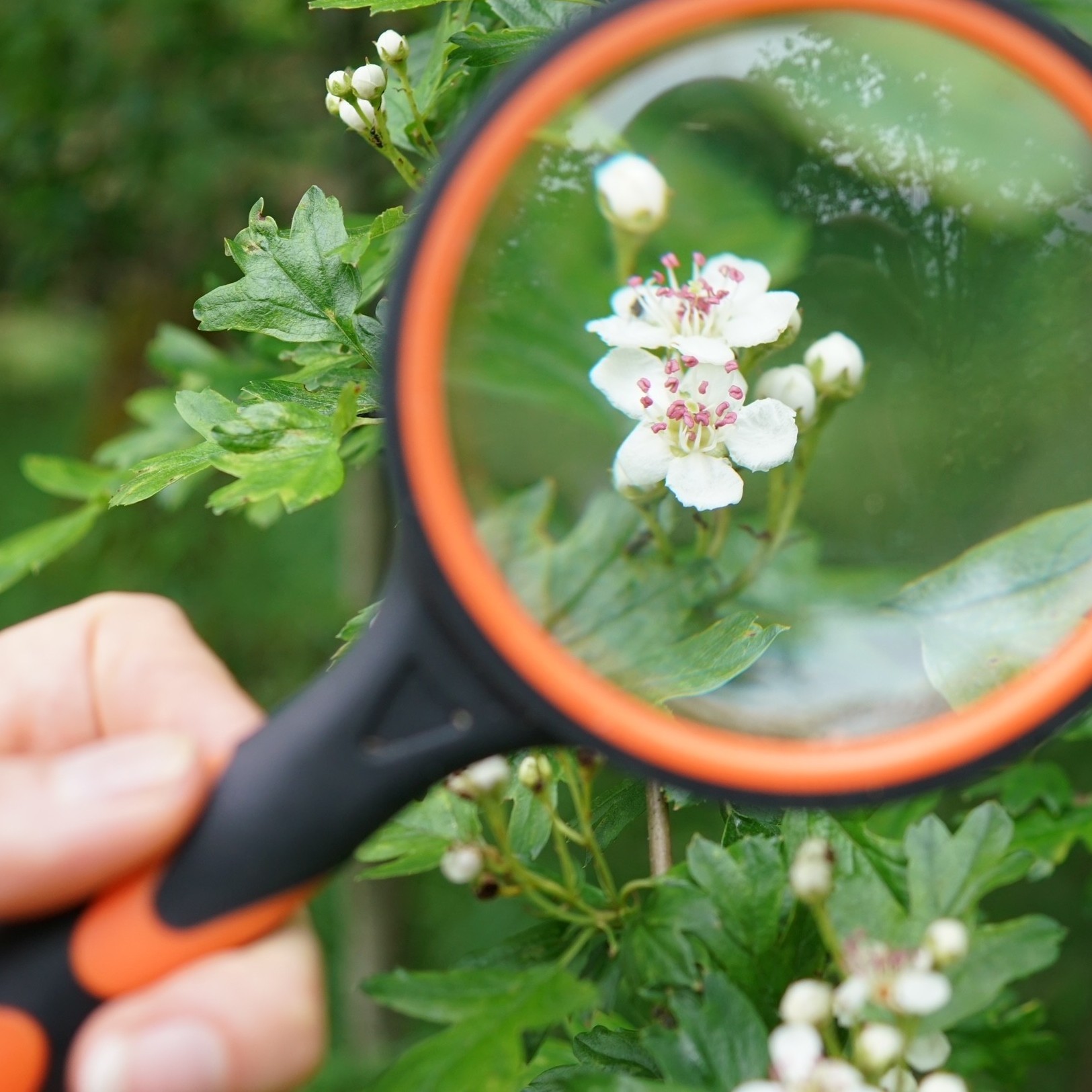 Nature Journal Club - gemeinsam Natur beobachten