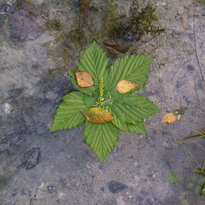 Familienveranstaltung: Naturkunstwerke rund ums Wasser