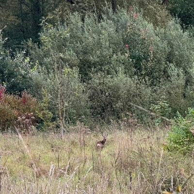 Nature Journal – Herbstnatur